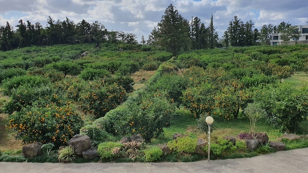 A landscaped garden with neatly arranged bushes and trees, a paved pathway, and a stone wall in the background. - JejuMermuri (Seogwipo)