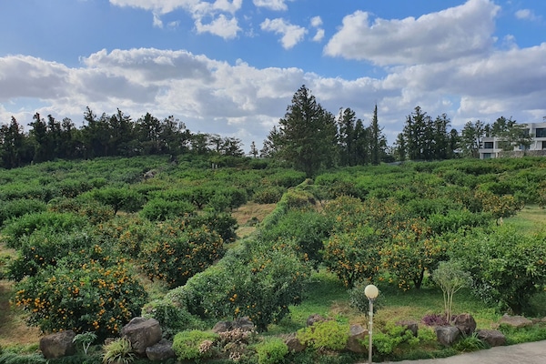 Room C (Scent of tangerines) | Vista desde la habitación