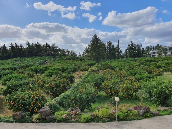 Room C (Scent of tangerines) | 部屋からの景観