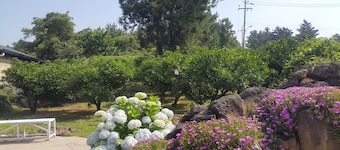 JejuMermuri