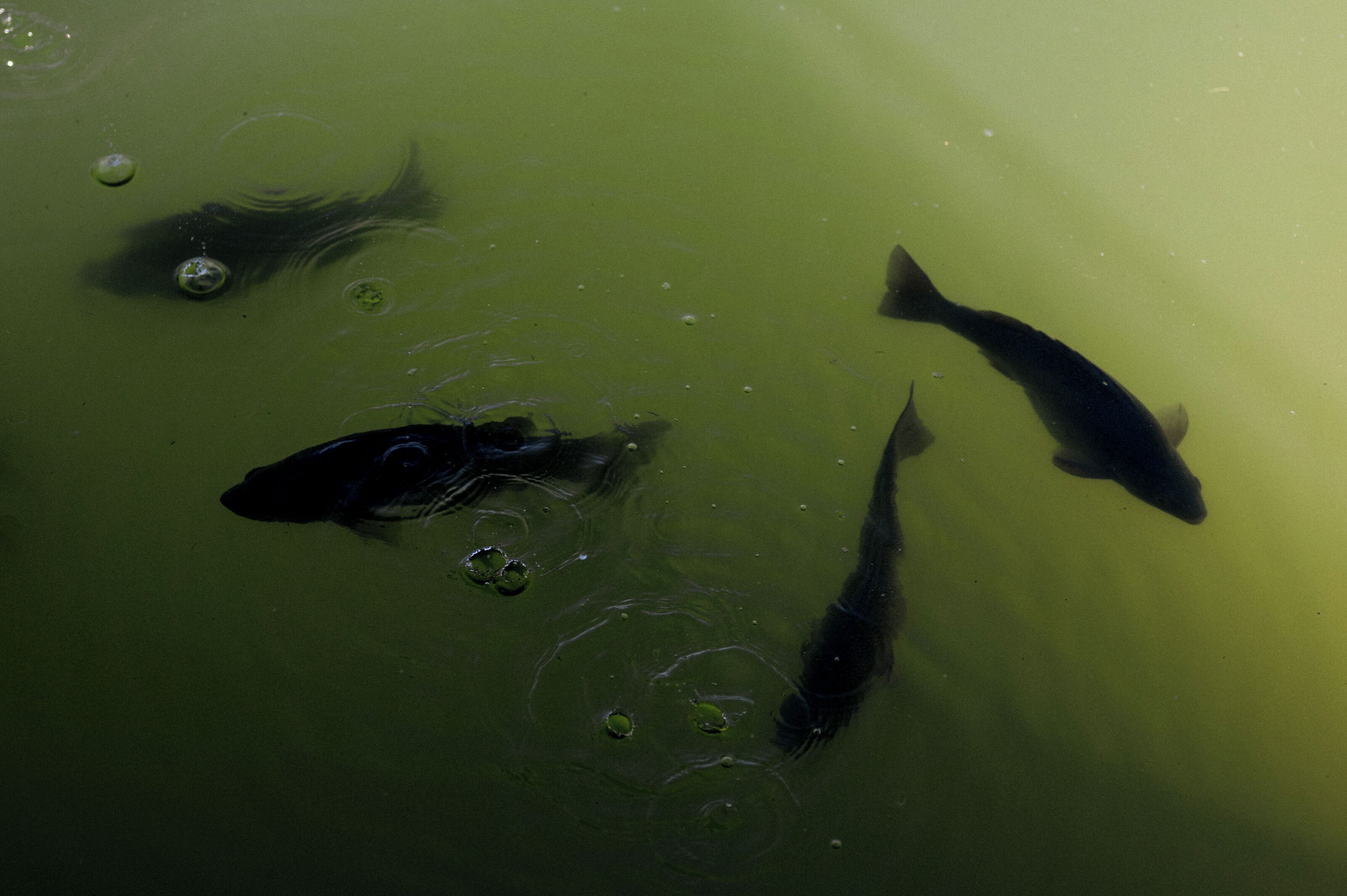 lunch and dinner served, garden views