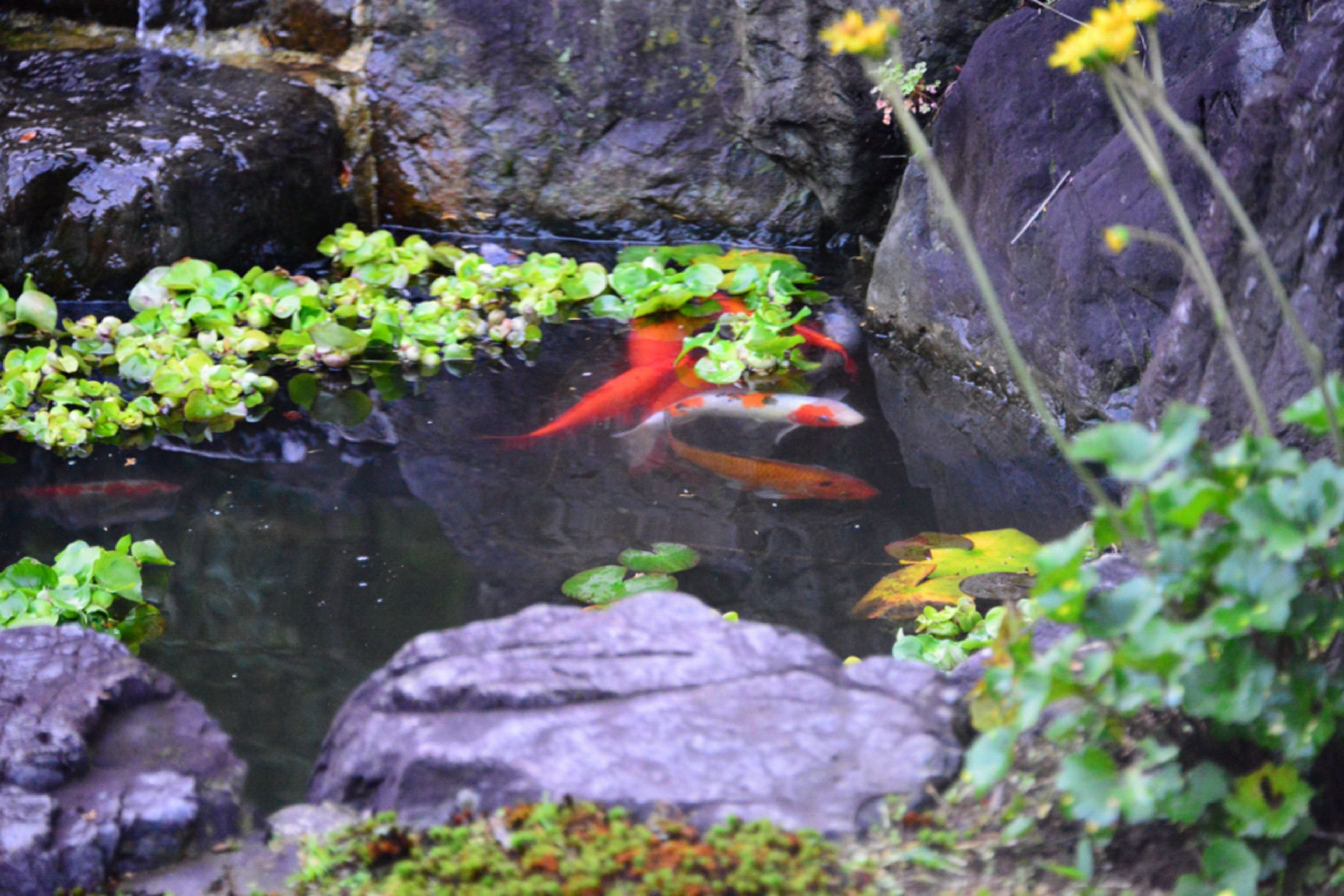 Uno stagno con carpe koi e piante acquatiche.