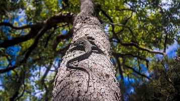A tree trunk with a lizard on it.