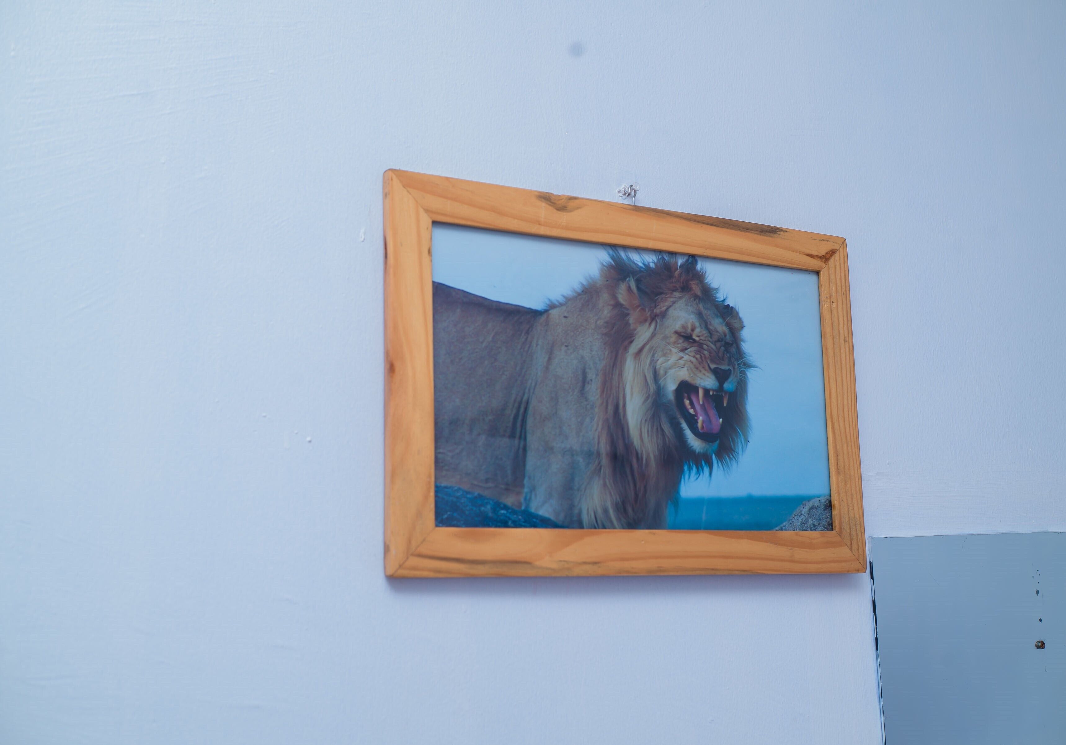 A framed picture of a lion on a wall.