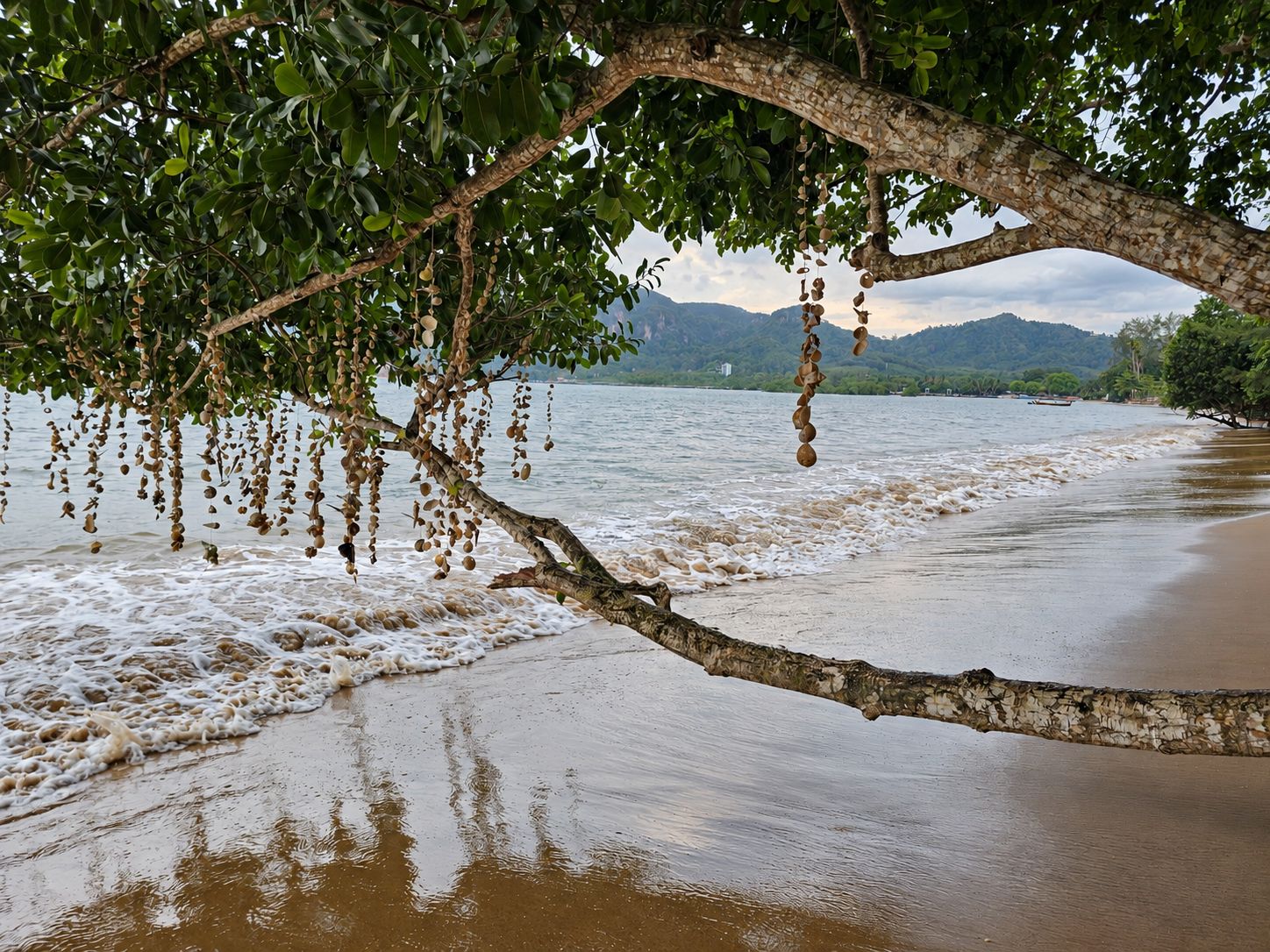 A beach with a tree branch overhanging the water, creating a natural canopy.