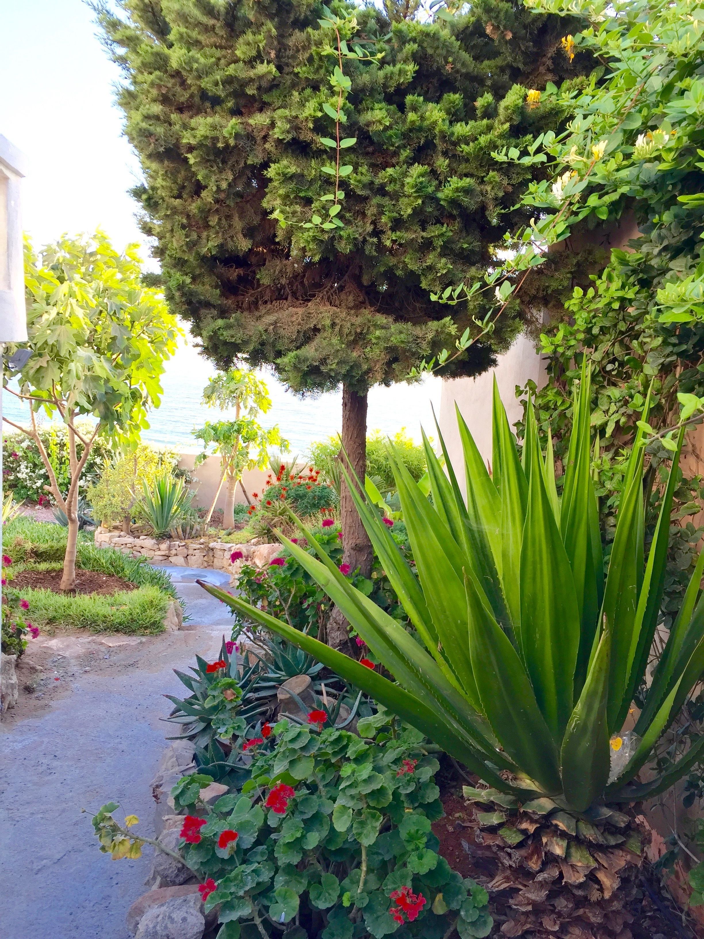 Un jardín con diversas plantas, incluyendo un árbol alto, flores rojas y follaje verde.