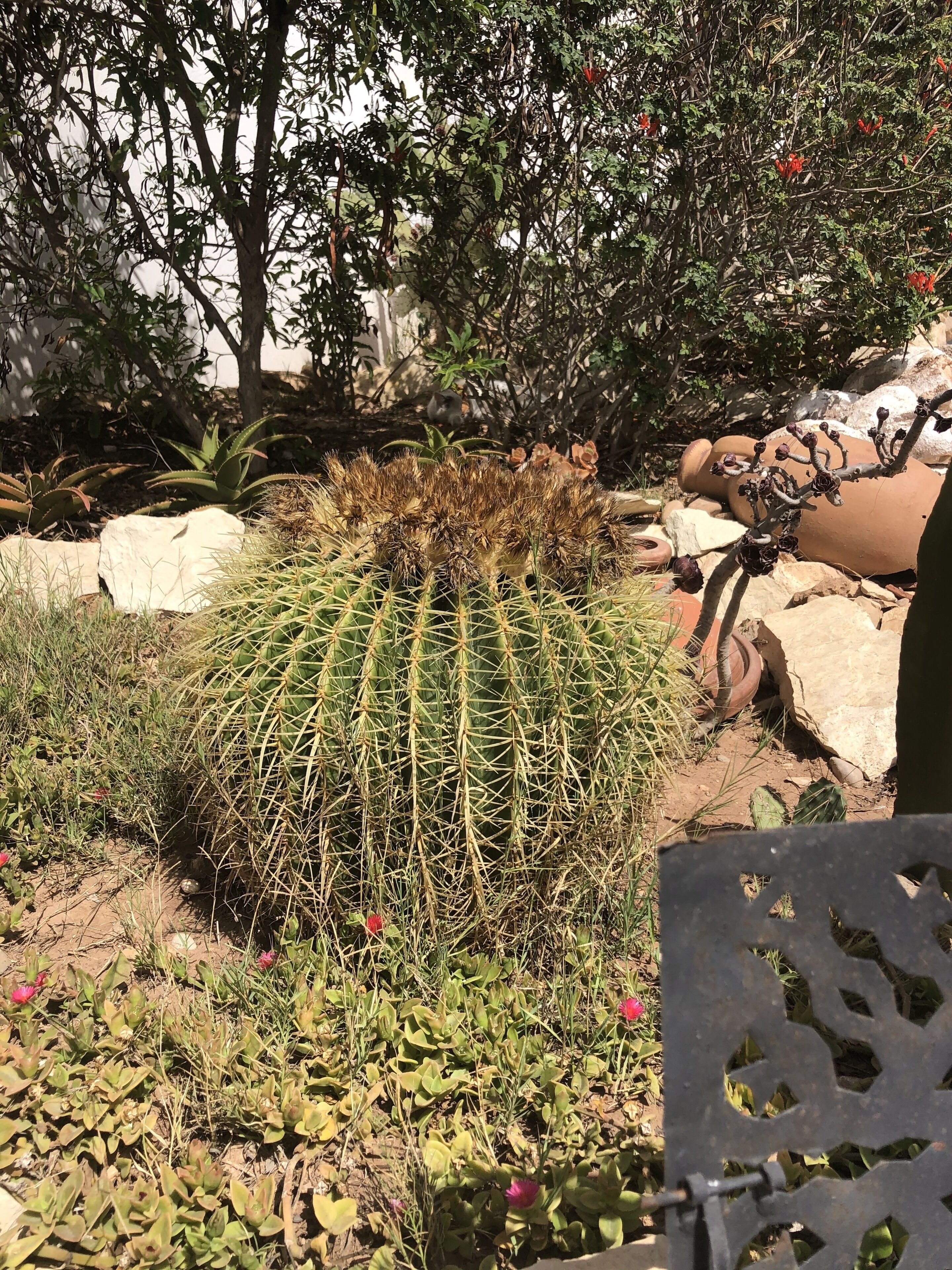 Un jardín de cactus con diversas plantas y una maceta grande de terracota.