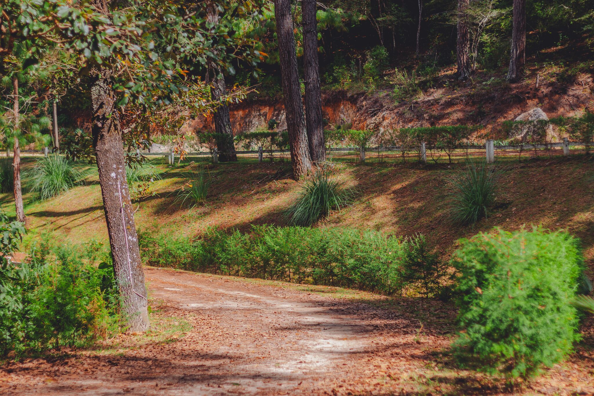Foto - CORTIJO LA CASONA & Bungalow al Pie de la Montaña