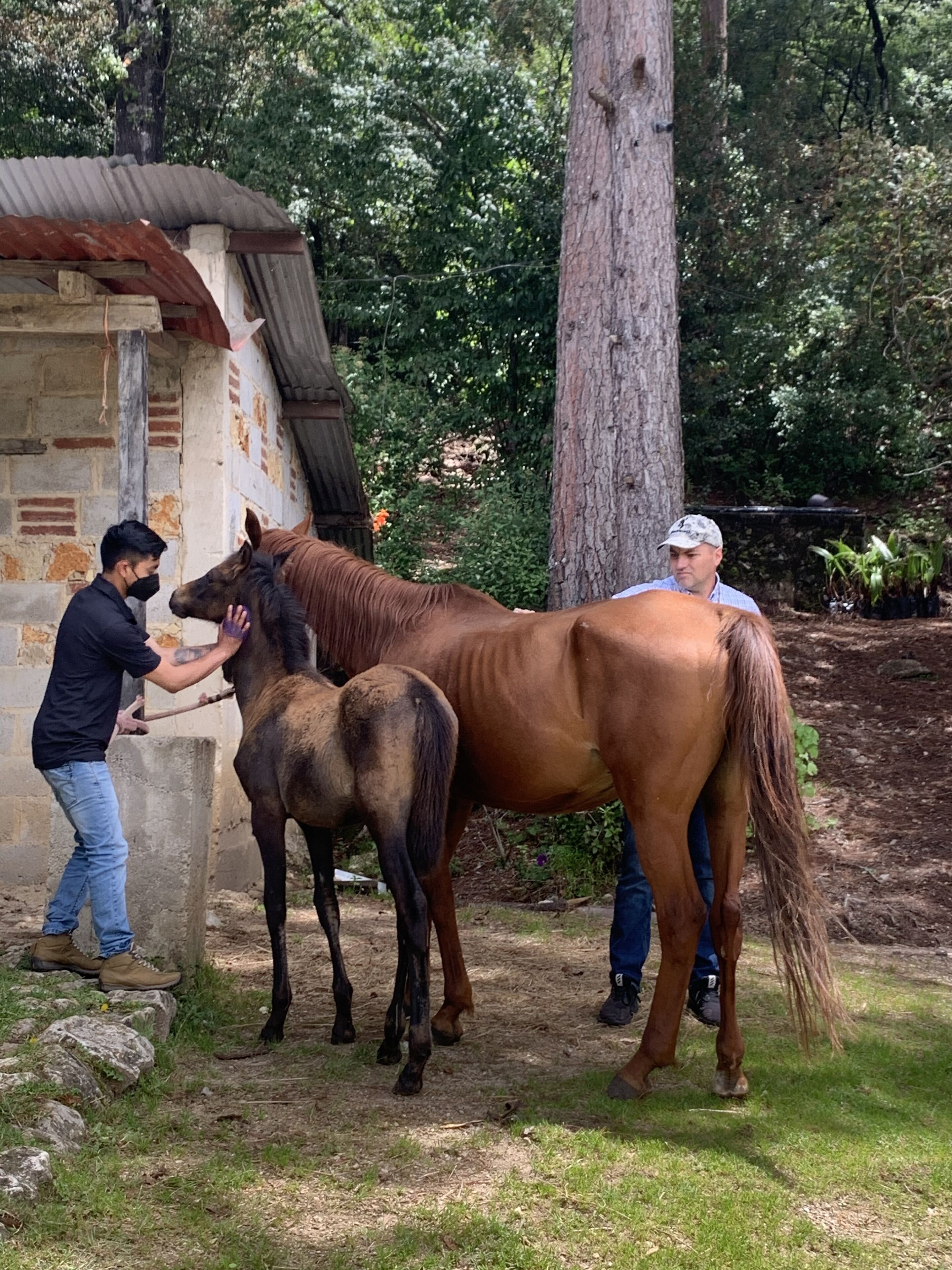 Foto - CORTIJO LA CASONA & Bungalow al Pie de la Montaña
