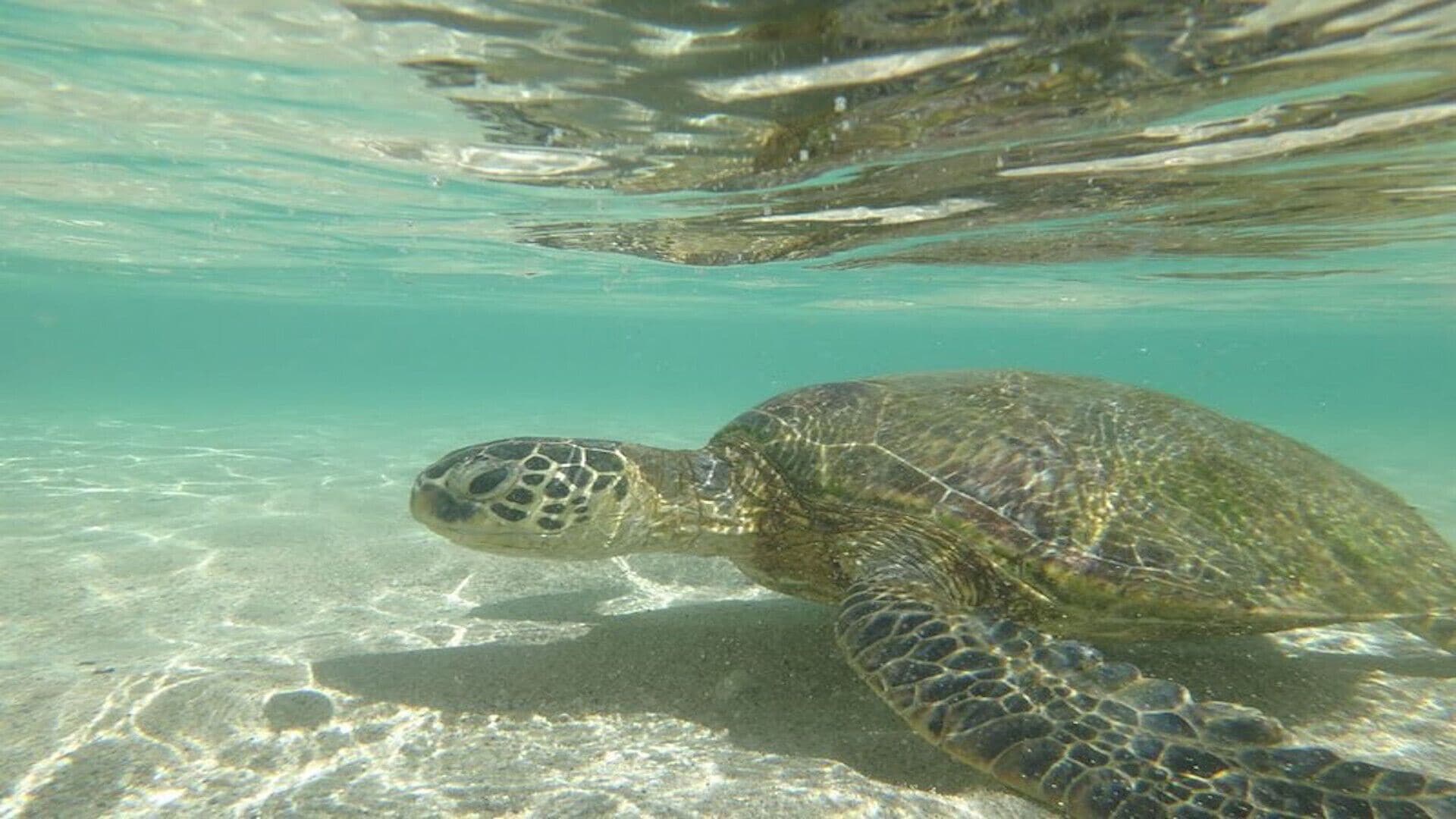 Beach nearby, sun loungers