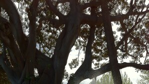 Una fuente con chorros de agua en un parque con árboles grandes.