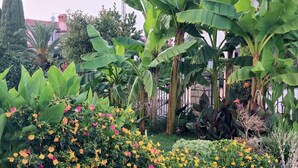 A garden with various plants and flowers, including banana trees and colorful blooms.