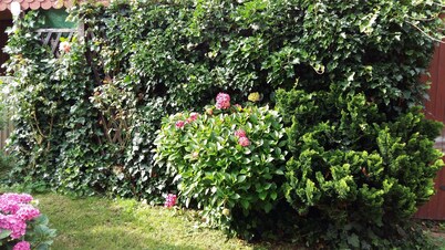 Apartment in the romantic garden<br>Note days of action !!!