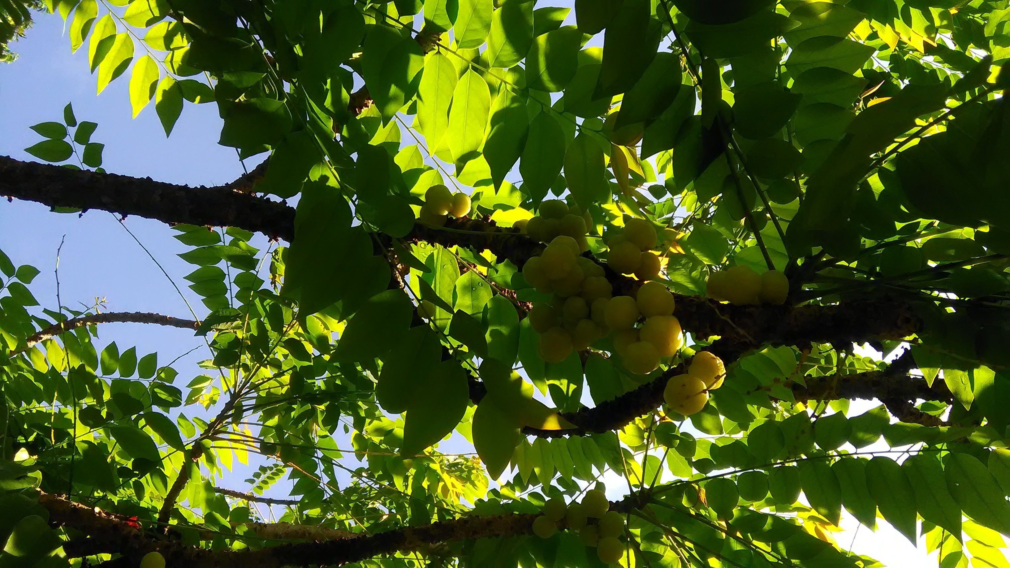 Foto - Inapan Aishah