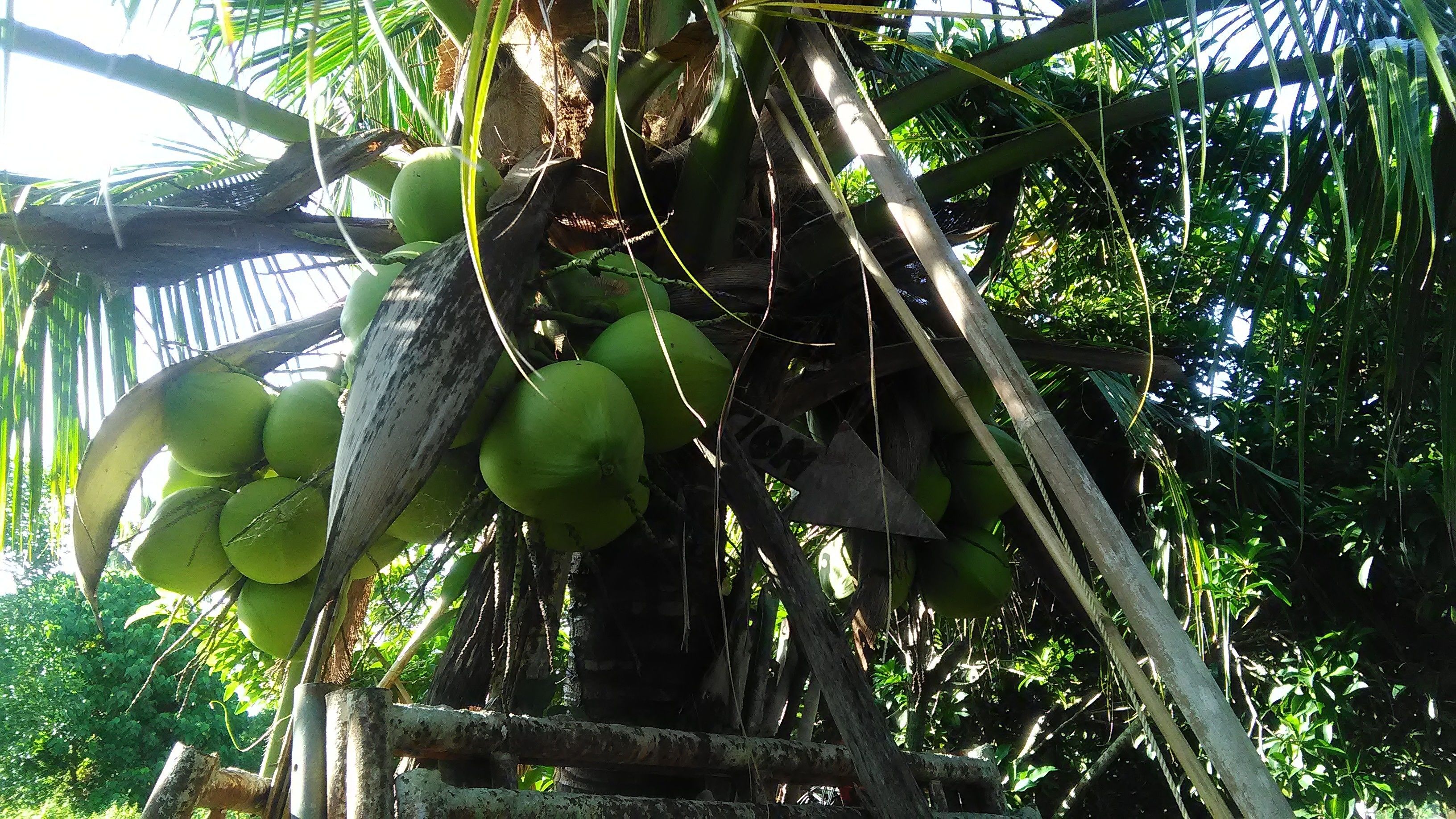 Foto - Inapan Aishah