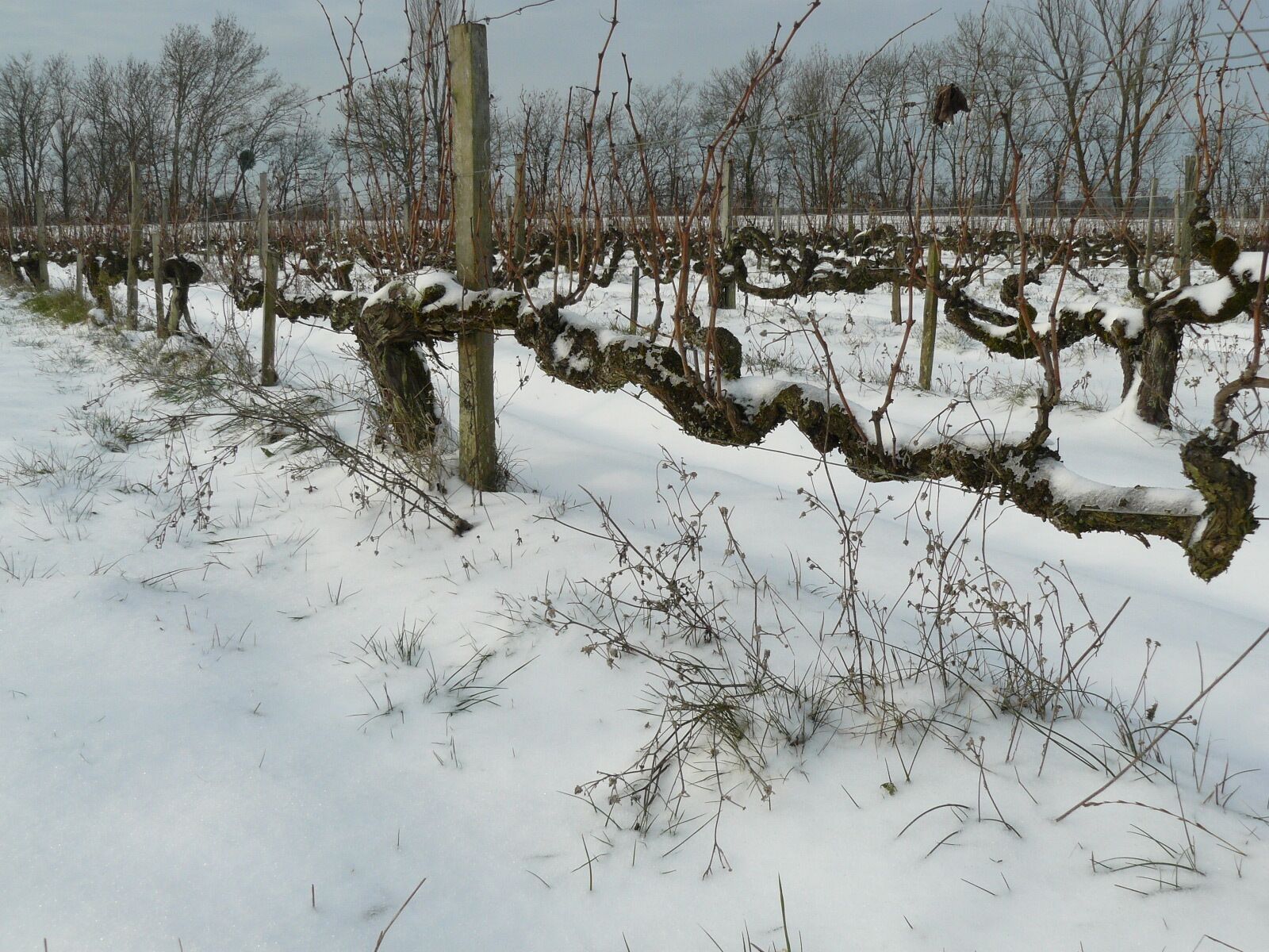 Photo - Chateau de la Vieille Chapelle