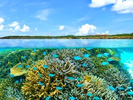 A clear view of a coral reef with various fish species, a calm sea, and a distant shoreline with buildings.