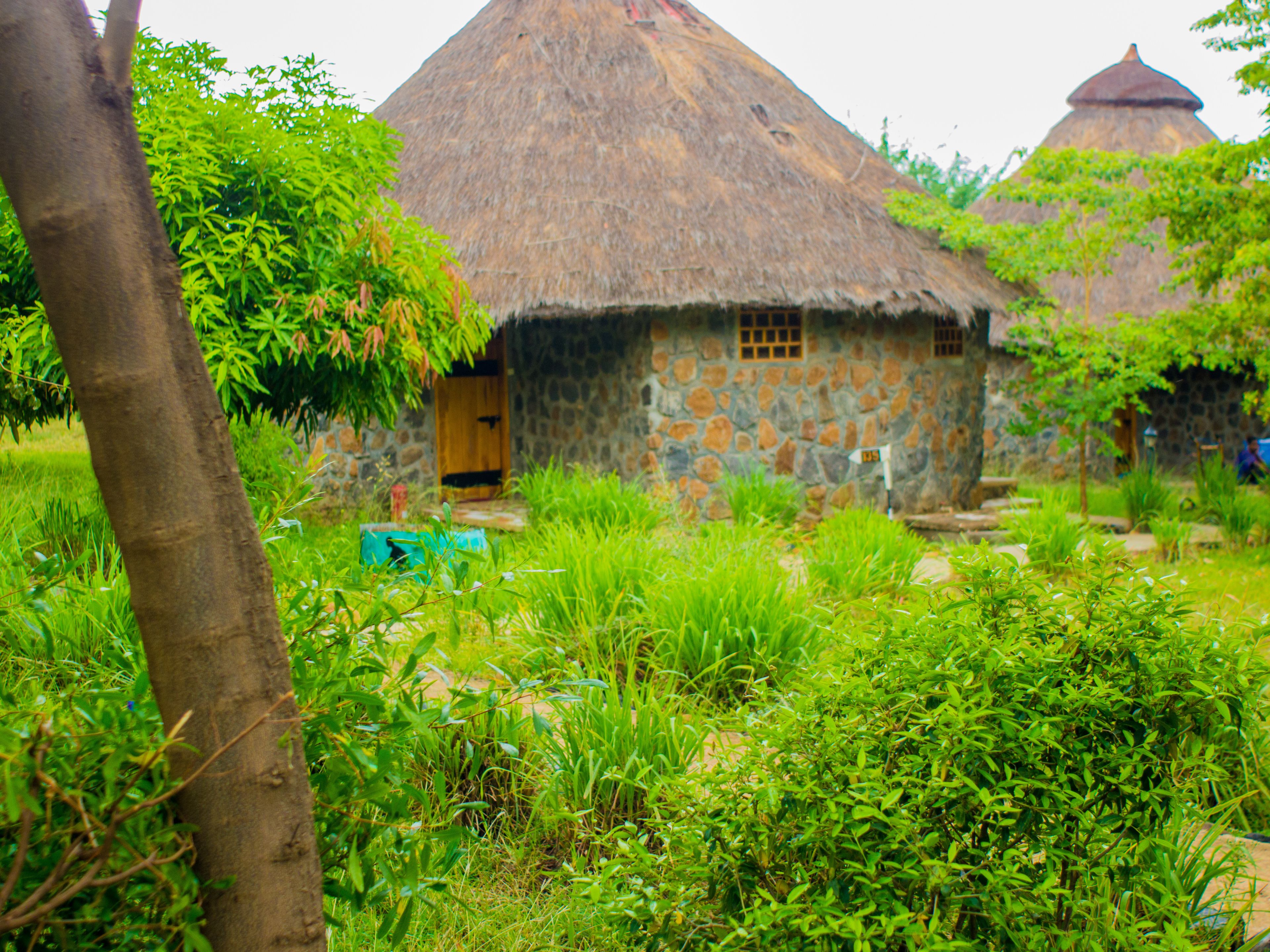 A rustic thatched-roof house with a stone wall, surrounded by lush greenery.
