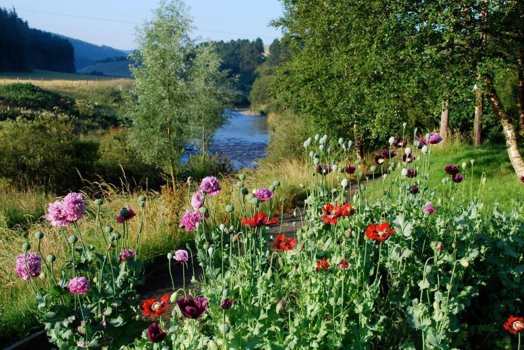 A river with a bridge, surrounded by lush greenery and poppy flowers.