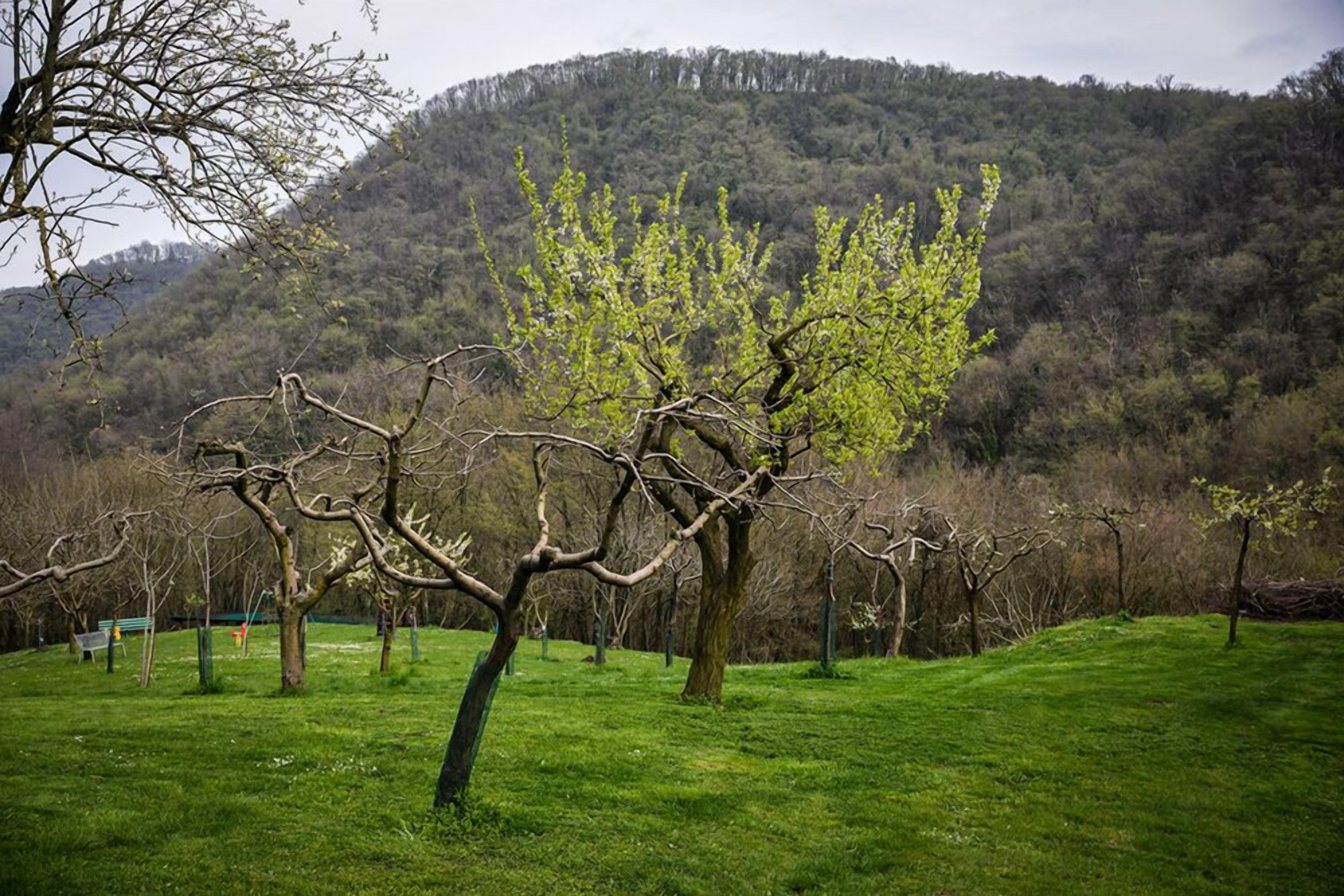 A park with a grassy area, trees, and a hill in the background.