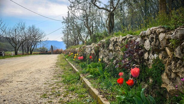 Un camino rural con un muro de piedra y plantas en flor.