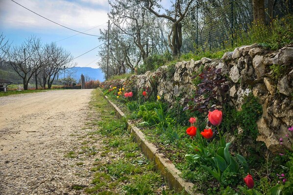 Property grounds - Bed and Breakfast La Quiete (Arcugnano)