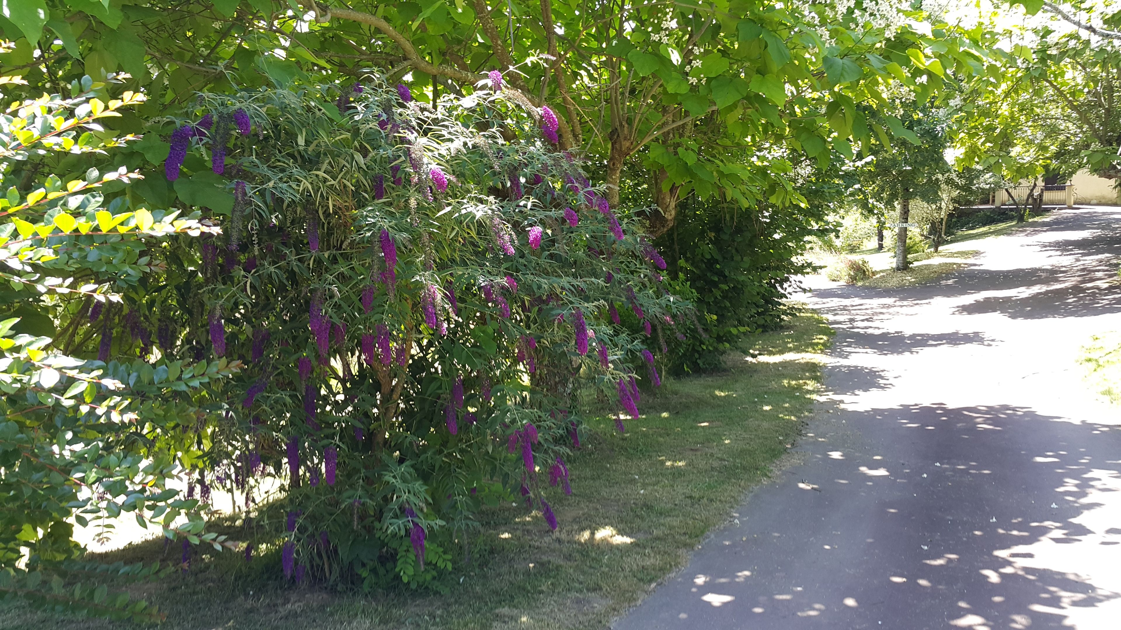 A garden with purple flowering vines and a paved pathway.