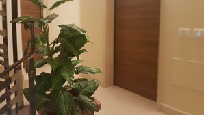 A potted plant in a corner of a room with a wooden door and a light switch on the wall. - Palazzo Ducale (San Severo)