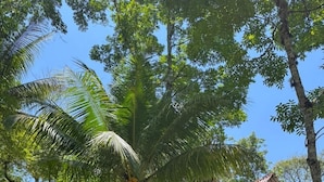 Edificio de madera con techo de paja, rodeado de exuberante vegetación y una piscina.