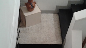 A staircase with a potted plant on the landing.
