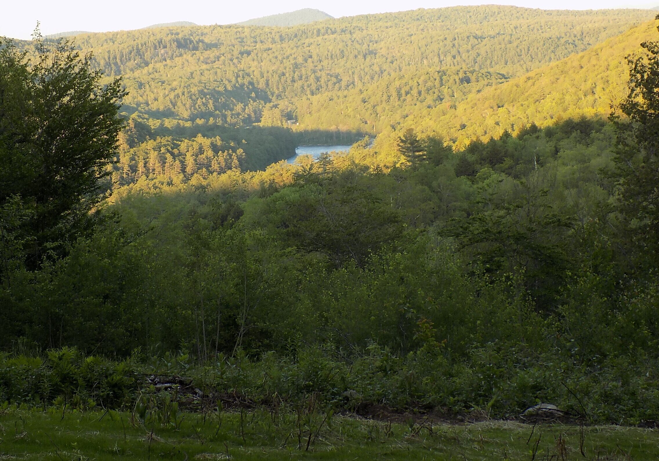Un paisaje boscoso con un río y colinas al fondo.