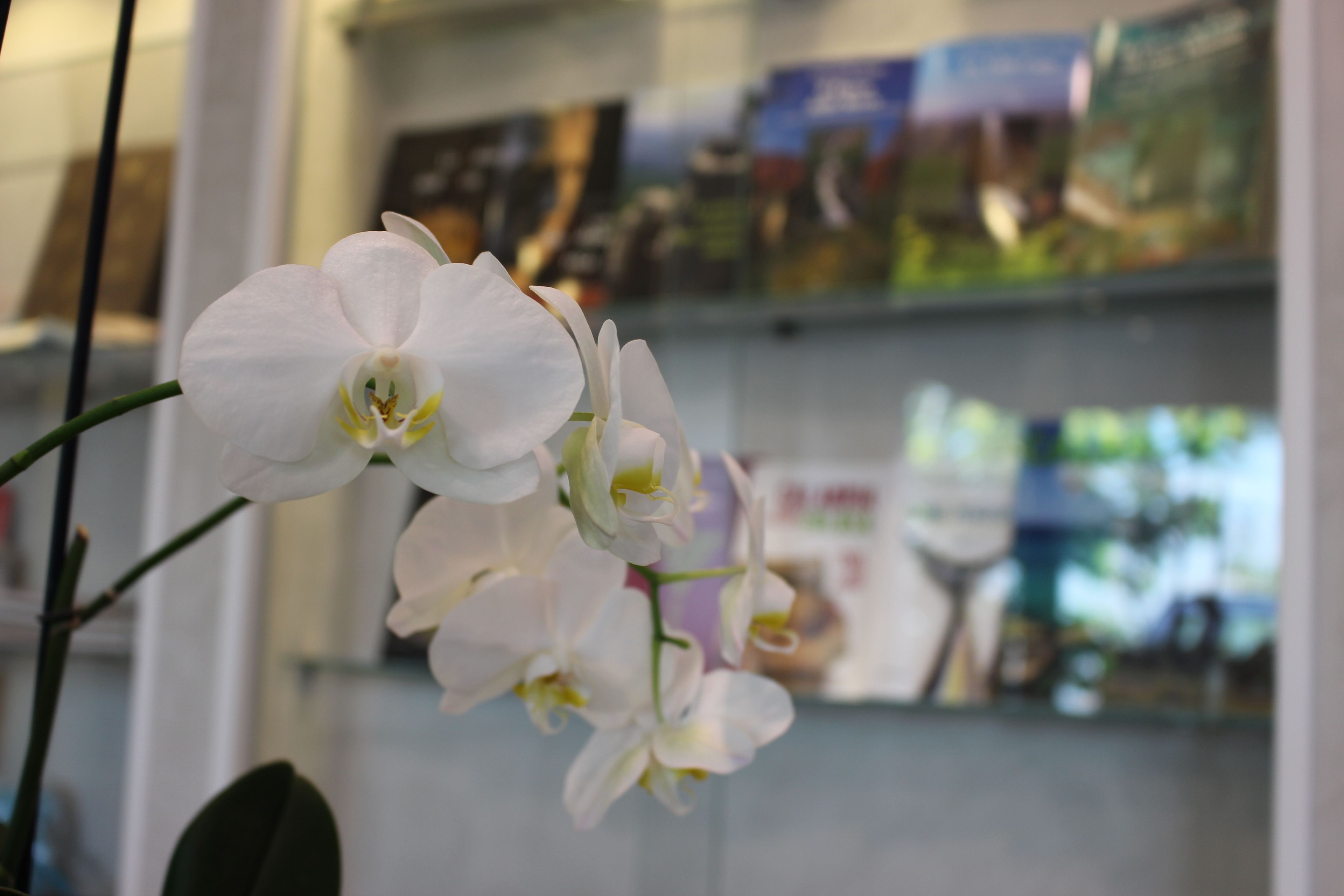 A white orchid with a blurred background of a store shelf.