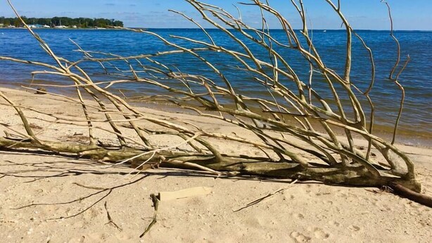 A beach with a fallen tree trunk in the foreground and a clear blue sky. - Colonial Beach Bay house with views & canoe (Westmoreland County)