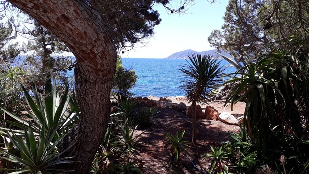 A coastal pathway surrounded by trees and plants leading to the sea. - Beautiful Villa in front of the sea. House in first line of sea. (Santa Eulària des Riu)