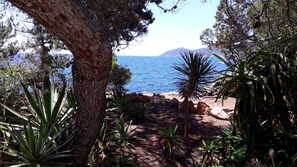 Ein Küstenpfad, der von Bäumen und Pflanzen gesäumt wird und zum Meer führt.