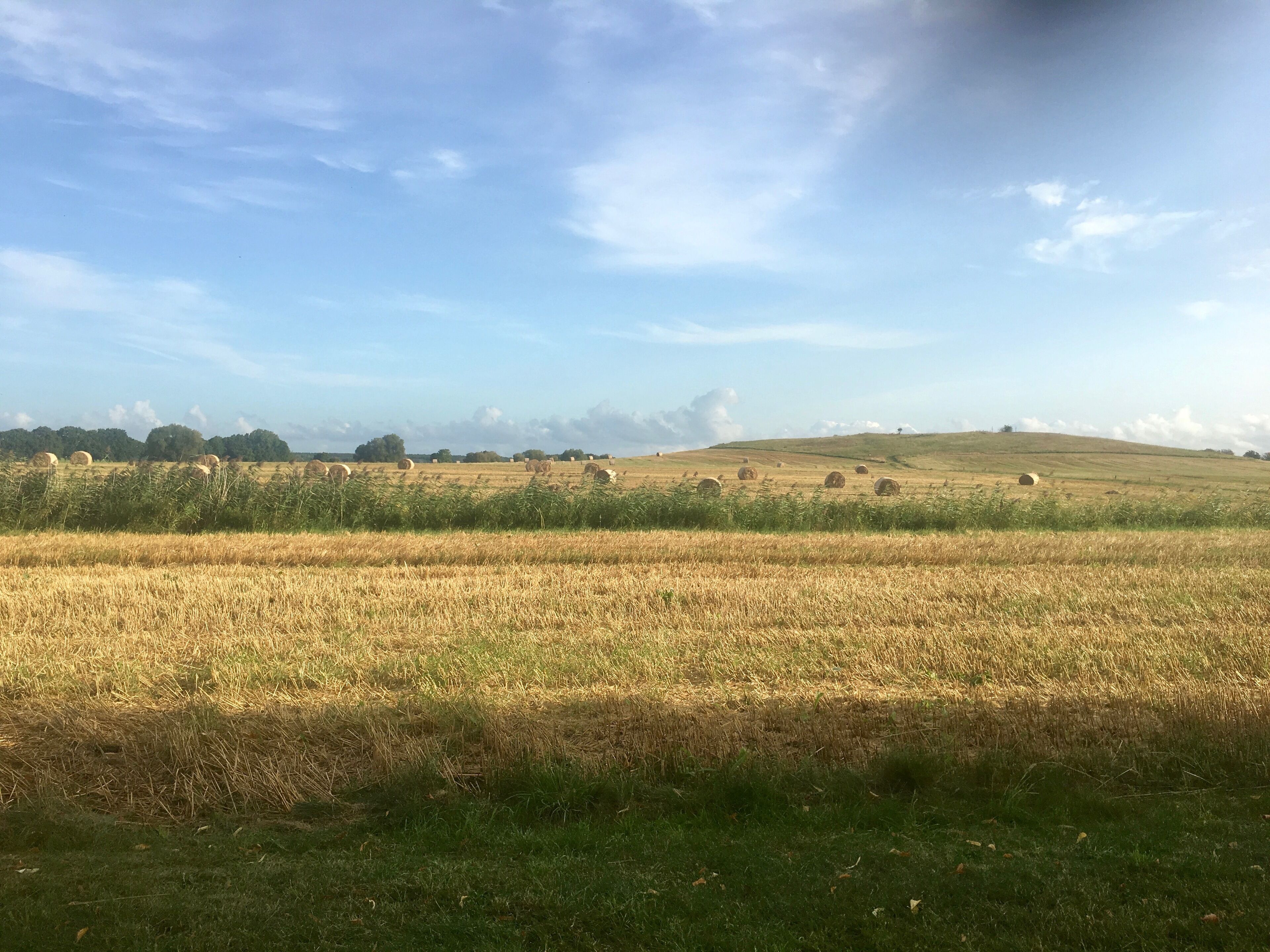 Un campo con pacas de heno y cielo despejado.