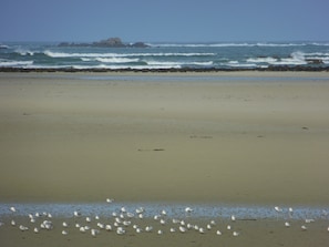 Ein Strand mit brechenden Wellen und Möwen im Sand.