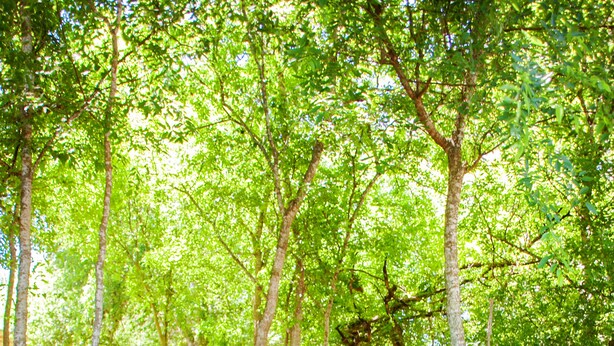 A stone staircase surrounded by lush greenery and trees.