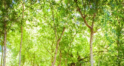 River Frontage!! 600' of private Guadalupe River - Tubes/Floats included!