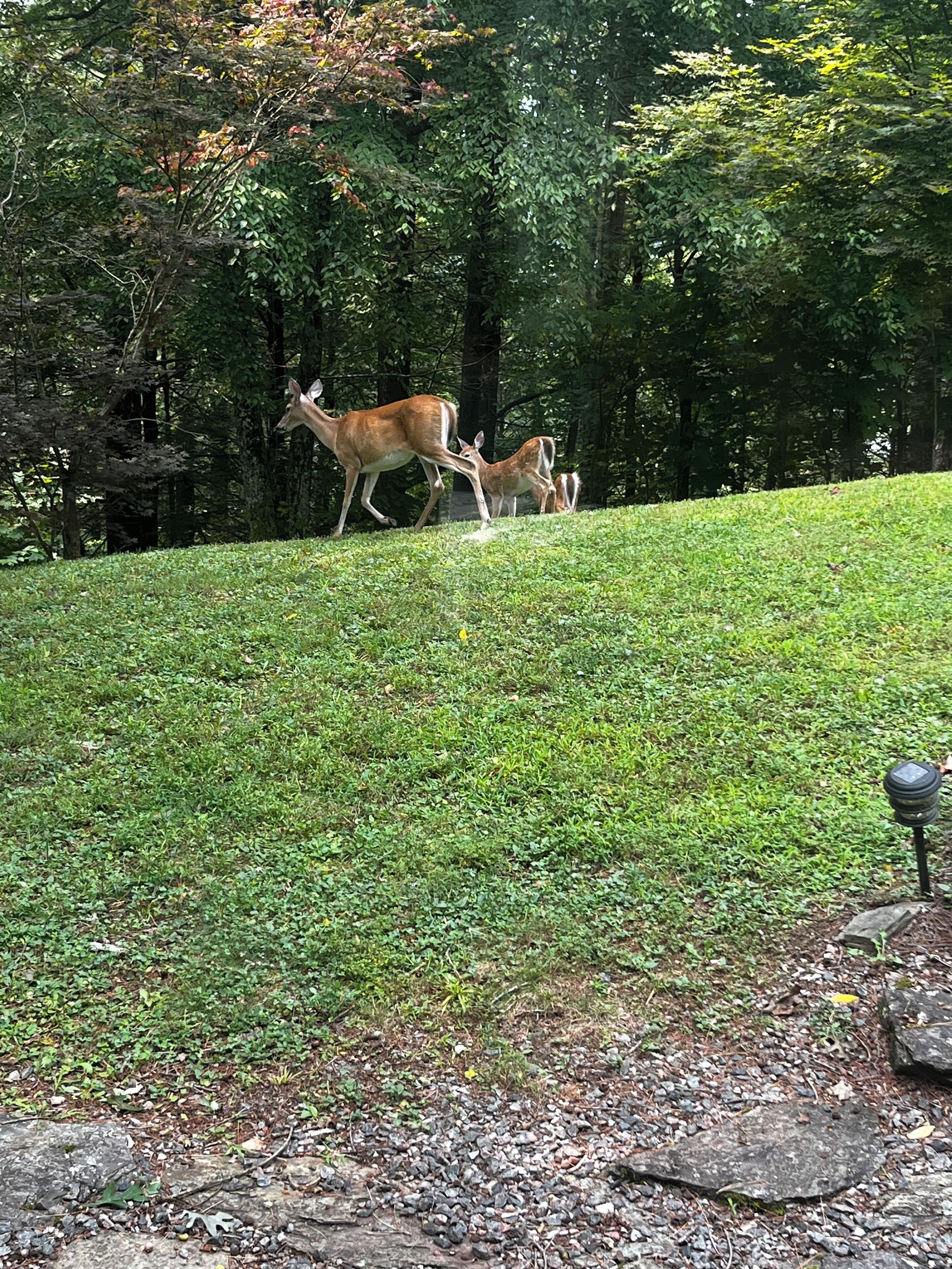 Une zone herbeuse où l’on peut voir un cerf et son faon.