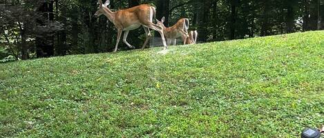 Une zone herbeuse où l’on peut voir un cerf et son faon.