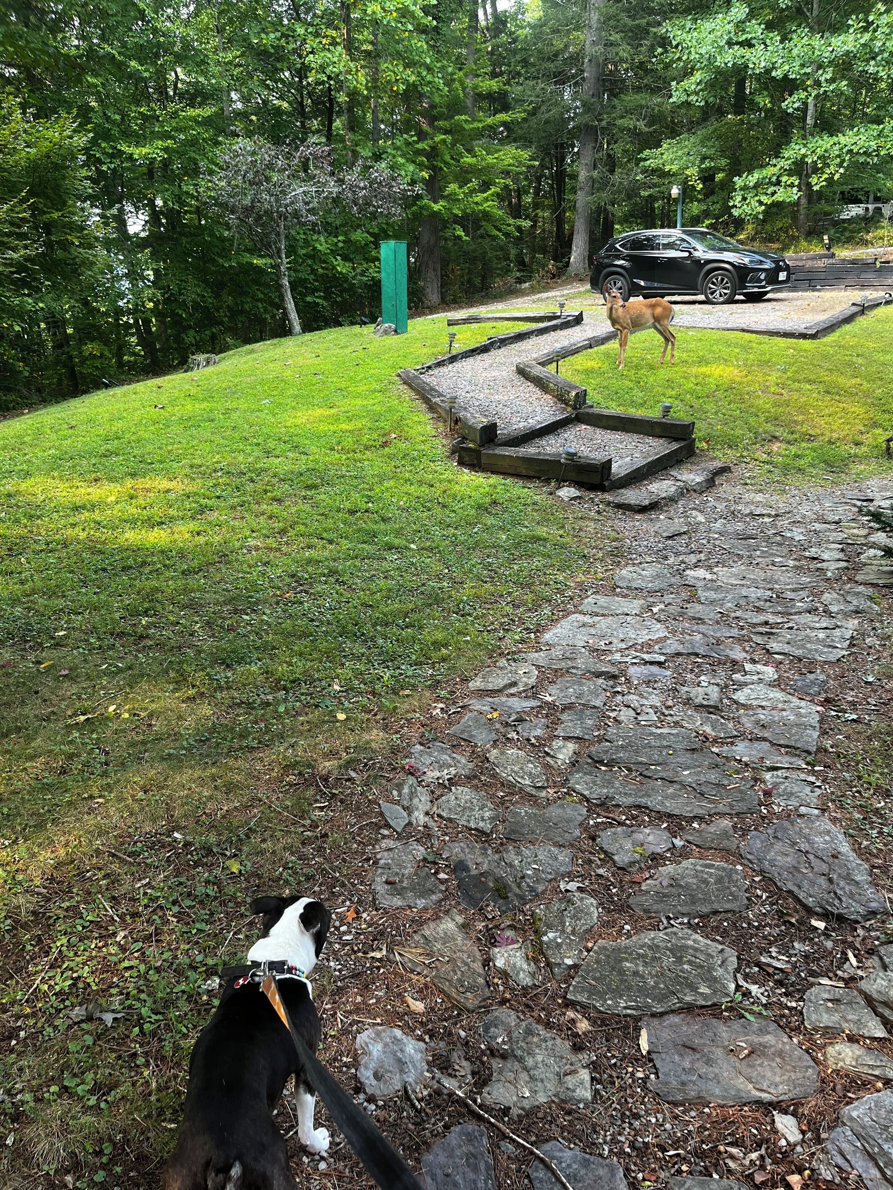A stone pathway leading through a grassy area with a dog on a leash.