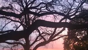 A tree-lined pathway leading to a gazebo by a body of water during sunset. - Mary Kate Doyle Suite (Granbury)