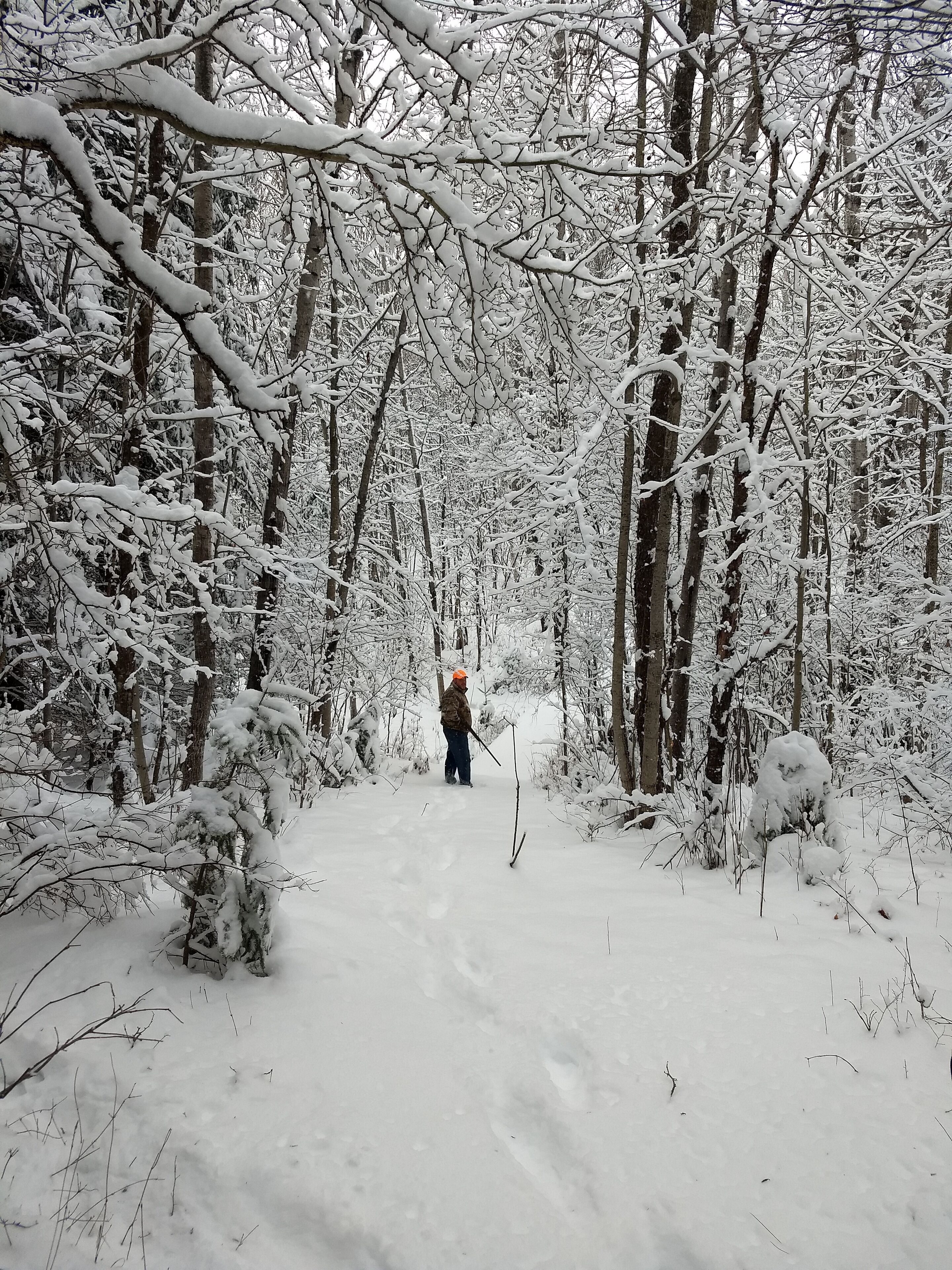 Un sendero nevado en un bosque, con una persona alejándose.