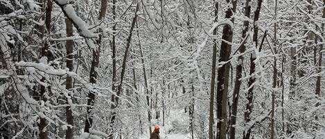 Un sendero nevado en un bosque, con una persona alejándose.