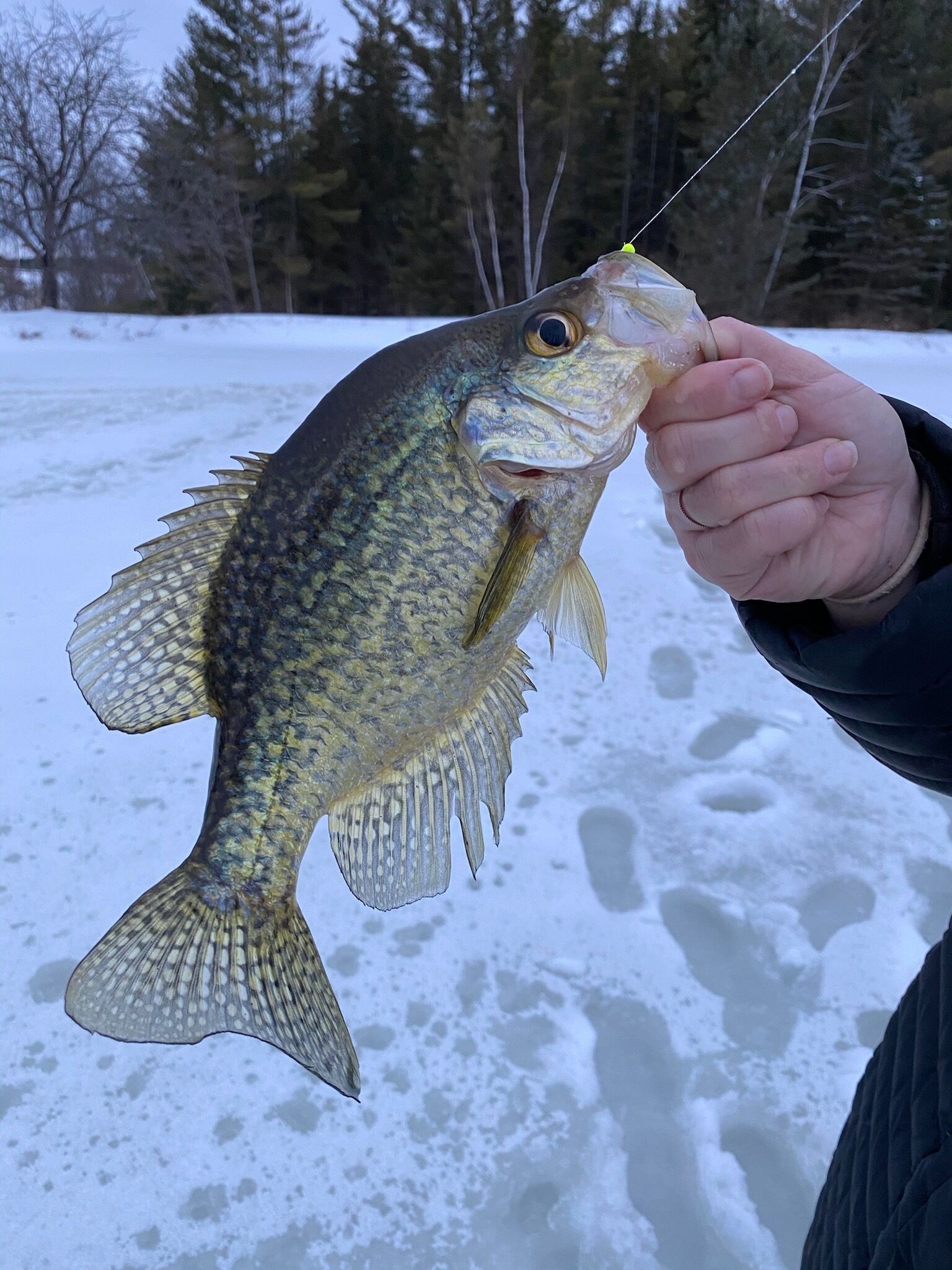 En person håller i en fisk som har en krok i munnen och står på en snötäckt yta med träd i bakgrunden.