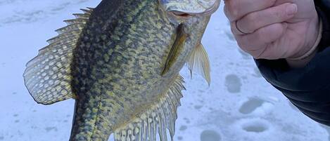En person håller i en fisk som har en krok i munnen och står på en snötäckt yta med träd i bakgrunden.