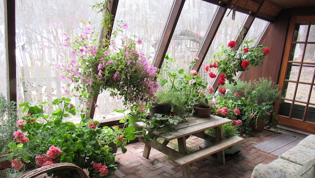 A greenhouse with a wooden table and benches, surrounded by various potted plants and flowers.