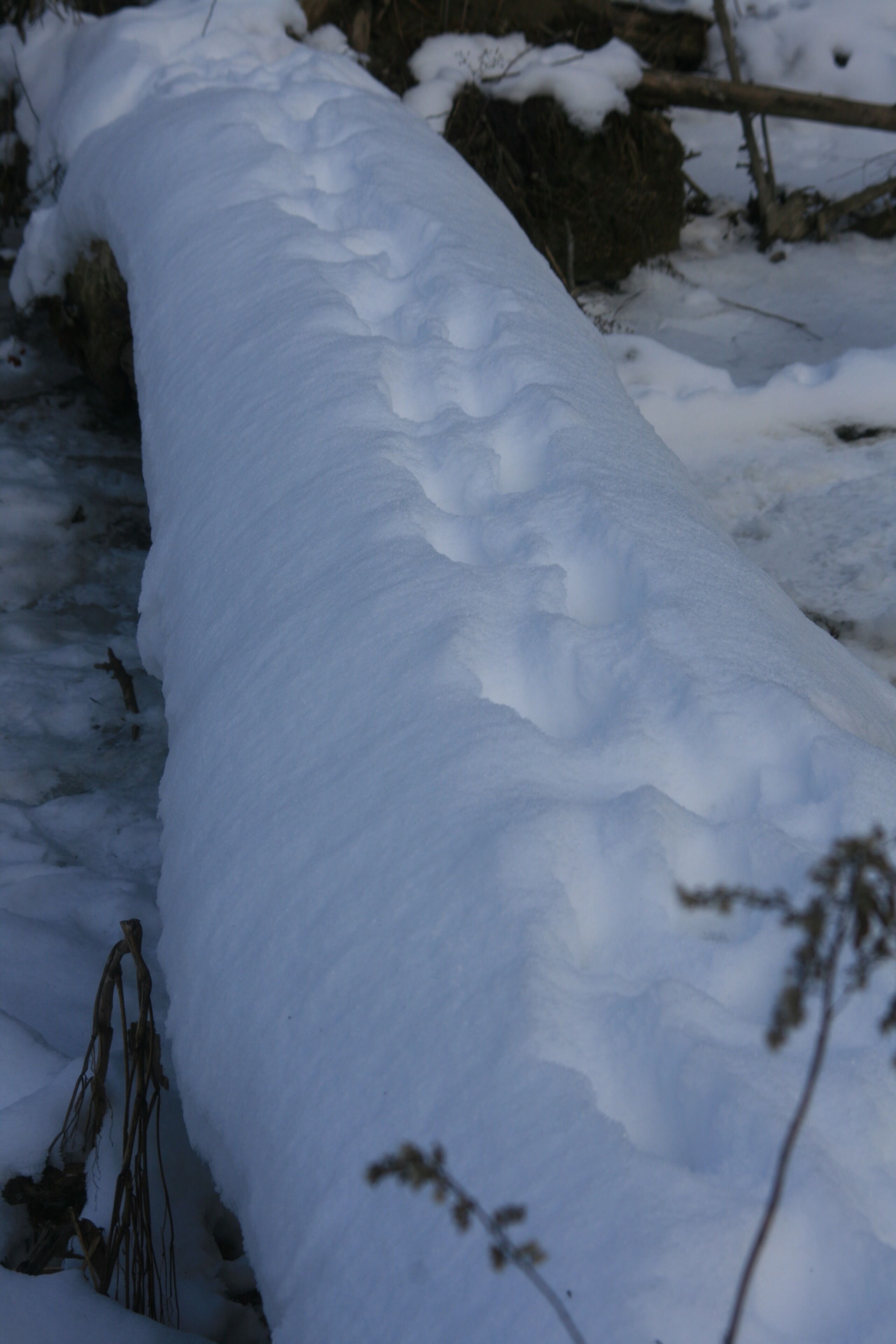 A snow-covered path with footprints and branches.