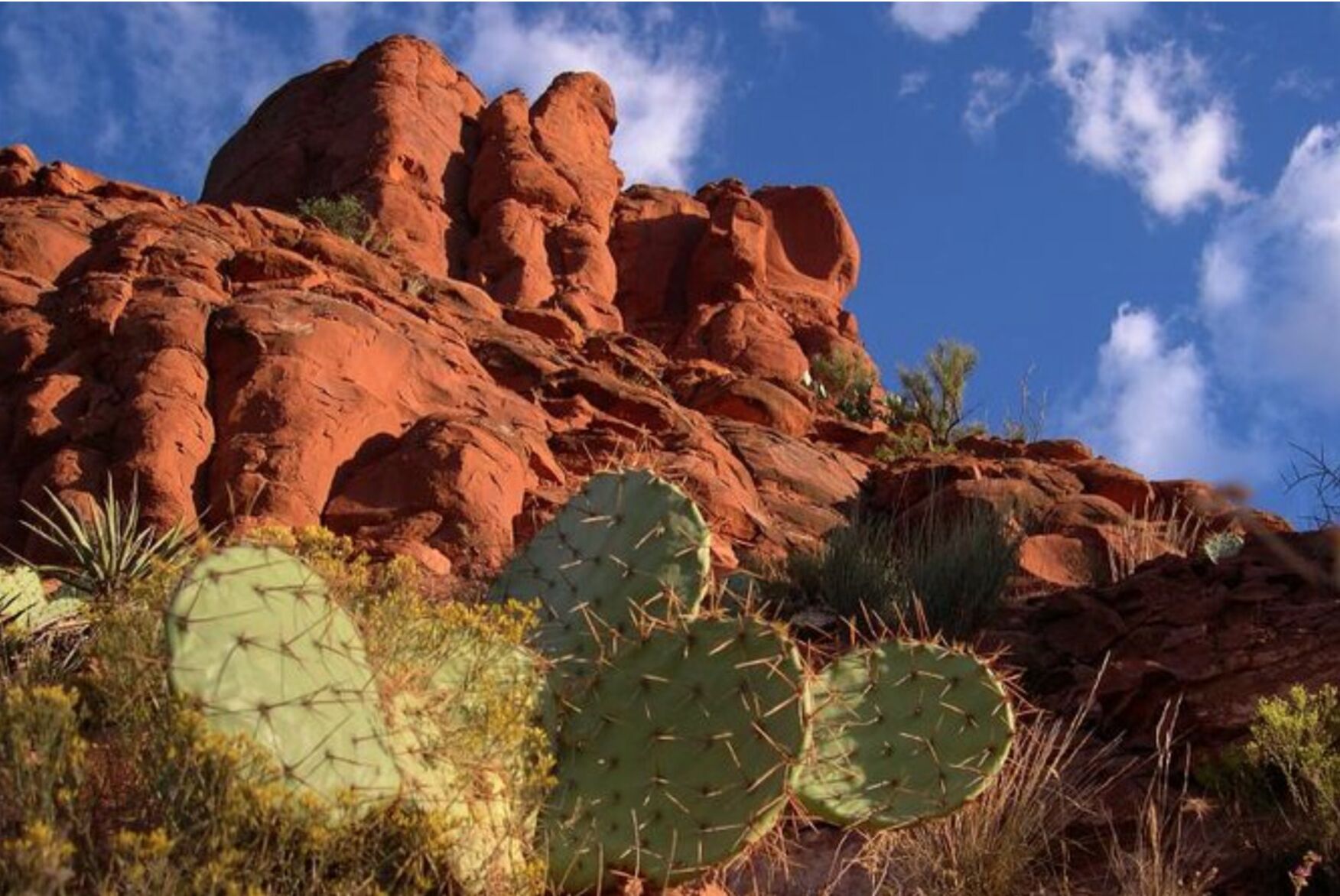 A rocky landscape with large cacti and a clear blue sky.